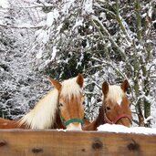 pferde im winter schnee