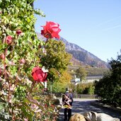 partschins herbst rosen vertigen