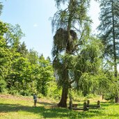 lichtung hexenboedele laerche