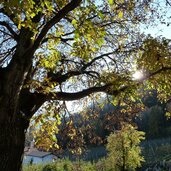 st magdalena bei voellan herbst kastanienbaum sonne