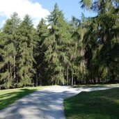 laerchenwald bei st valentin auf der haide