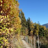 riffianer waalweg herbstwald