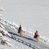 winter haflinger pferde reiten ridnauntal