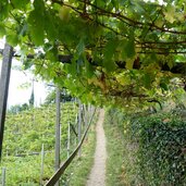 herrschaftsweg nr tirol vellau weinreben