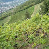 trauben weinreben oberhalb st peter dorf tirol