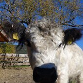 Rainguthof Gfrill Tisens Kuh