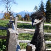 Rainguthof Gfrill Tisens Emu Bergpanorama