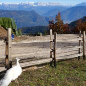 Rainguthof Gfrill Rosengarten Latemar