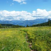 blumenwiese auf villanderer alm