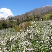 naturns apfelbluete am sonnenberg