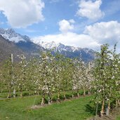 rittersteig bei plaus fruehling