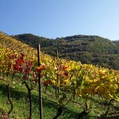 herbst weinreben bei atzwang