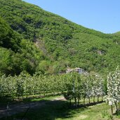 obstbluete bei pfatten