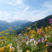 ultental hinter blumen