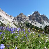 glockenblumen wiese bei kleinfanes dahinter furcia dl fers eisengabelspitzen