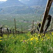 weinreben bei wiesler hof burgstall