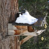 lyfialm martelltal winter meisen am vogelhaus