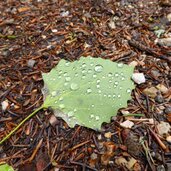 regentropfen auf blatt