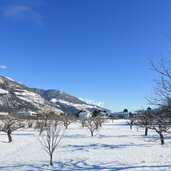 umgebung prad vinschgau winter alte obstbaeume