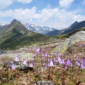 soldanellen bluete bei spronserjoch
