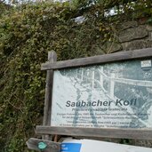 saubacher kofelweg