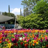 trauttmansdorff gaerten tulpen am teich