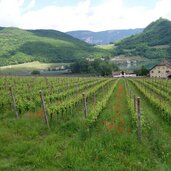 weingaerten fruehling weinstrasse bei kalterer see