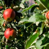 obst apfel aepfel apfelbaum