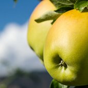 obst apfel aepfel apfelbaum