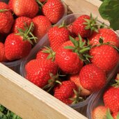 Vinschgau Martelltal Ennewasser Erdbeeren