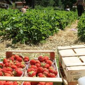 Vinschgau Martelltal Ennewasser Erdbeeren