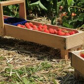 Vinschgau Martelltal Ennewasser Erdbeeren