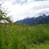 wiesen bei eyrs dahinter laaser spitze