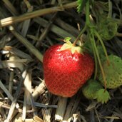 Vinschgau Martelltal Ennewasser Erdbeeren