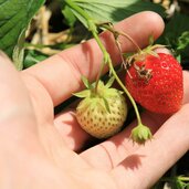 Vinschgau Martelltal Ennewasser Erdbeeren