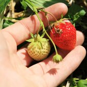 Vinschgau Martelltal Ennewasser Erdbeeren