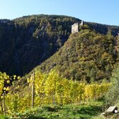 ruine stein herbst reben