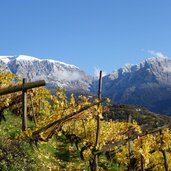 herbst reben blick richtung schlern