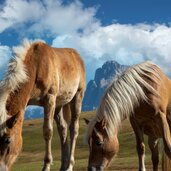 pferde haflinger
