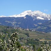 fruehling dorf tirol apfelbluete