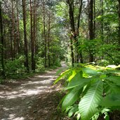 forststrasse alternativweg zu steig montiggler wald