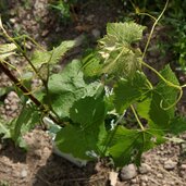 wein reben fuehrung lieselhof museum