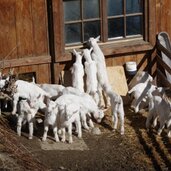 ziegen geislein bei hof in ulten