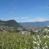 kaltern st anton und mitterdorf apfelbluete fruehling