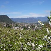 kaltern mitterdorf apfelbluete fruehling