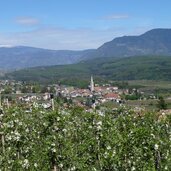 kaltern dorf apfelbluete fruehling