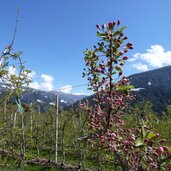 knospen befruchtungsbaum apfelanlage natz