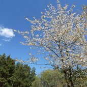 doerferrunde von natz nach viums landschaft kirschbaum
