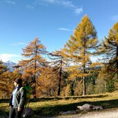 herbstwald hafling falzeben laerchenwald