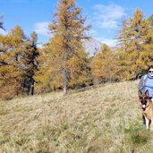 herbstwald hafling falzeben laerchenwald hund